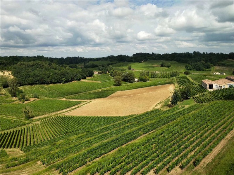 法国酒庄葡萄园远景