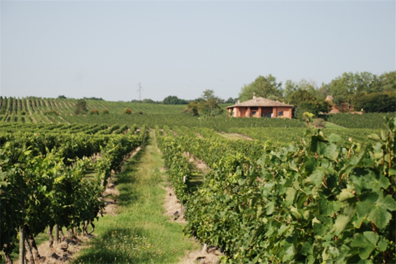法国酒庄葡萄园远景